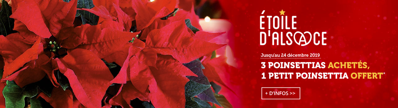 Poinsettia-offert-1