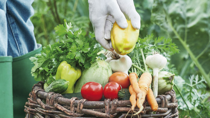 Vignette-potager