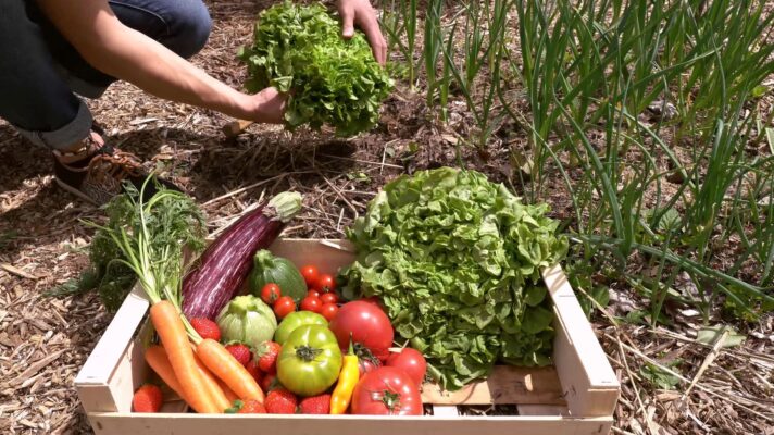 Vignette-photo-potager-712×400